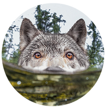Wolves Wolves