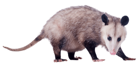 Opossum Opossum